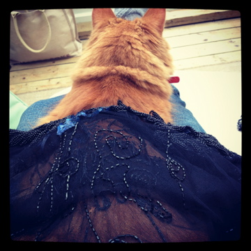 IMG_0209 cat and the flapper dress